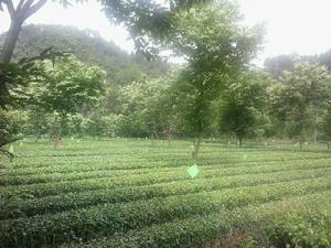 石台香芽