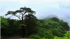 雞冠山國家森林公園