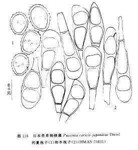 日本苔草柄鏽菌