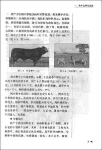 《輕輕鬆鬆學養肉牛》