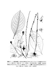 短毛金線草 圖版25：1-5