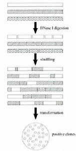 DNA shuffling