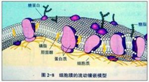 流動鑲嵌模型