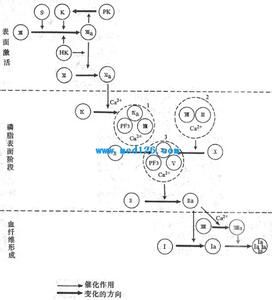 肝促凝血酶原激酶試驗