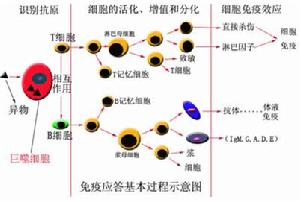 基本過程示意圖