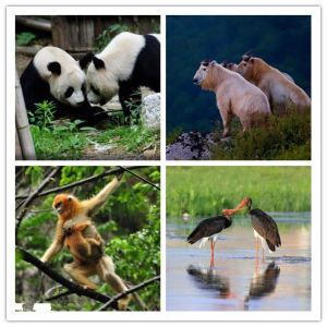 大熊貓、扭角羚、金絲猴、黑鸛