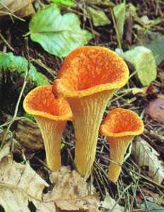 Cantharellus lateritius