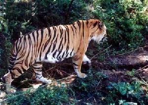 西霞口野生動物園