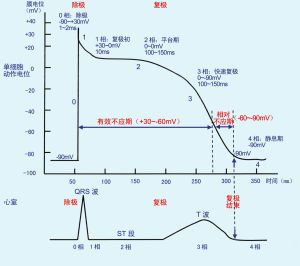 有效不應期