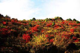 火村[北京市門頭溝區齋堂鎮下轄村]