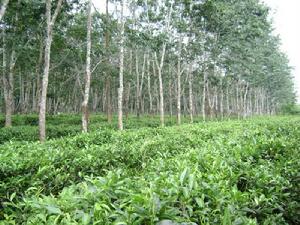 茶葉、橡膠套種