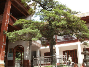 瑤金山寺