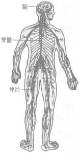 氟尿嘧啶注射劑