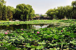 蓮花池[湖北省仙桃市古城蓮花池]