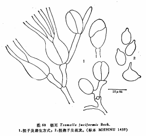 白本耳