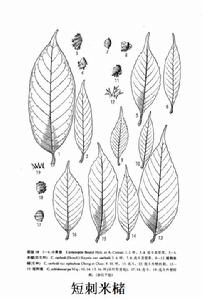 短刺米櫧