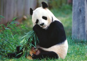 panda