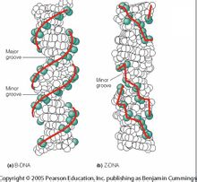 DNA