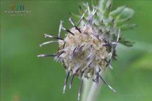 三角葉風毛菊（百度搜圖）