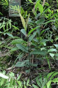 廣東紫珠[馬鞭草科植物]