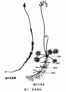 沼澤生態