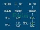 貧血症的病因圖解