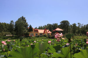 柳河森林公園