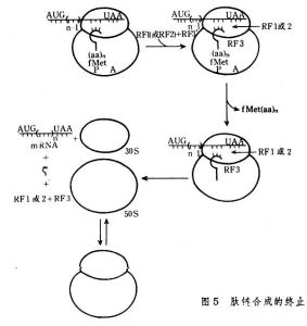 蛋白質生物合成