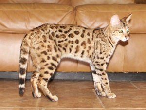 Savannah cat