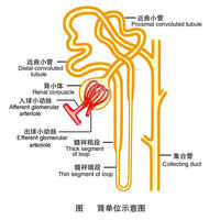 腎示意圖