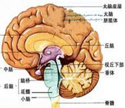 進行性核上麻痹