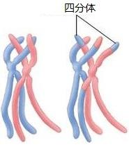 同源染色體交叉互換（同源染色體聯會）