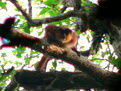 普氏紅疣猴