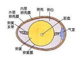 雞卵