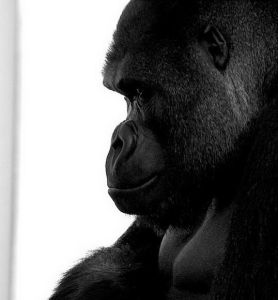 Shabani