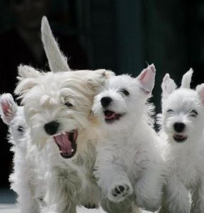 Terrier Group