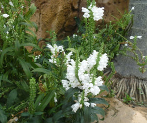 神香草屬