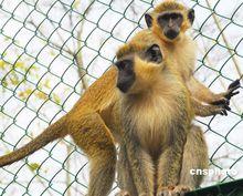 動物園裡的狒狒