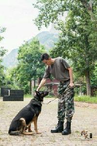 龍飛[電視劇神犬奇兵人物]