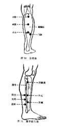 足陽明胃經