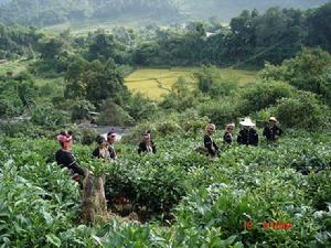 南歪村種植業茶園