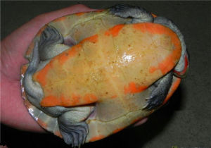 紅腹短頸龜
