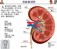 腎虛