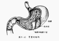 胃壁