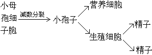 線性運算元