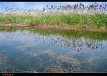 洪澤湖濕地