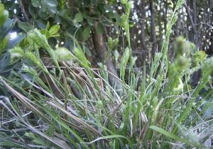 麗江苔草