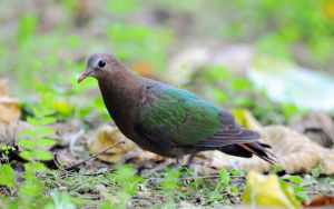 褐背金鳩