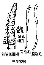 中華顫蚓