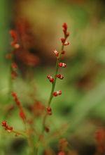 小二仙草花蕾